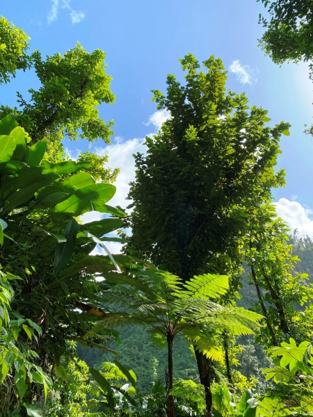 Dominica-29