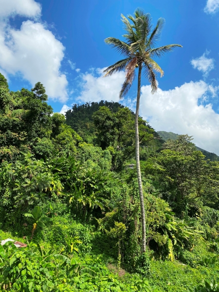 Dominica-52