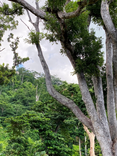 Dominica-85