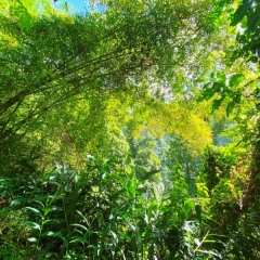 Dominica-25