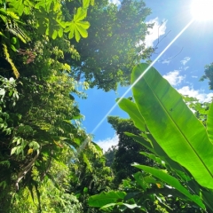 Dominica-27