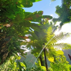 Dominica-28