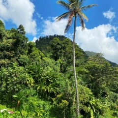 Dominica-52