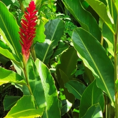 Dominica-54