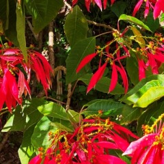 Dominica-58