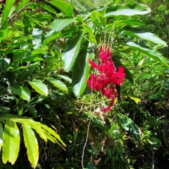 Dominica-59