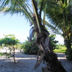 Dominicaanse Republiek (26)