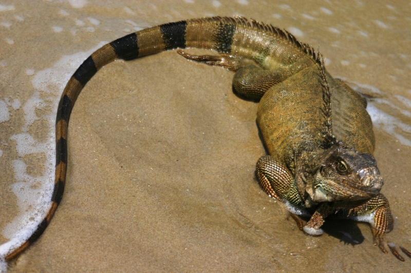 Ecuador (1)