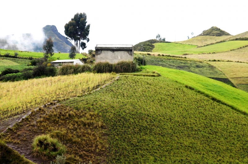 Ecuador (132)