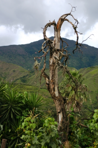 Ecuador (198)