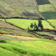 Ecuador (128)