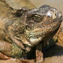 Ecuador (2)