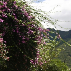 Ecuador (202)