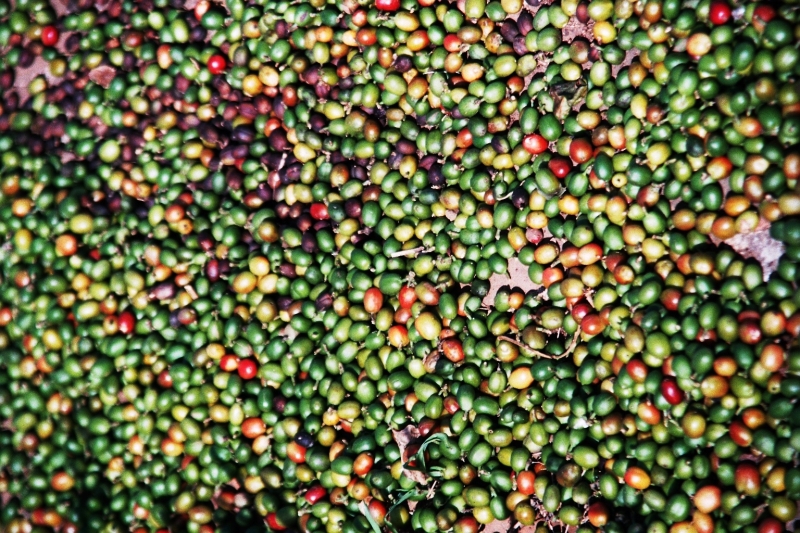 El Salvador (6)