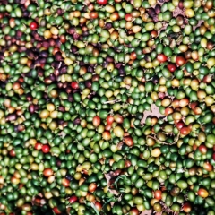 El Salvador (6)