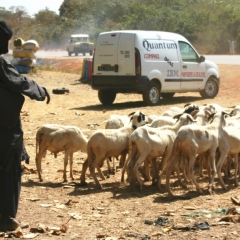 Gambia (32)