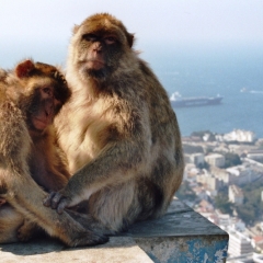 Spain - Gibraltar (4)