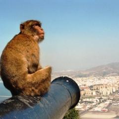 Spain - Gibraltar (6)