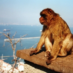 Spain - Gibraltar (7)