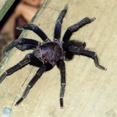 Honduras (35)