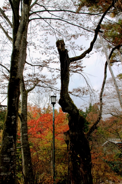 Japan (128)