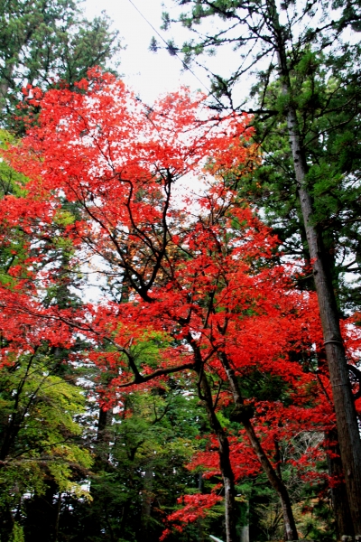 Japan (132)