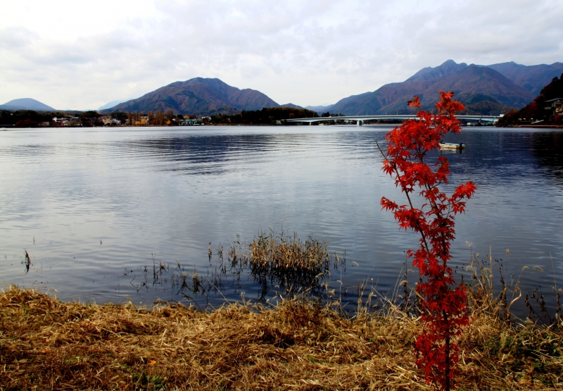 Japan (259)