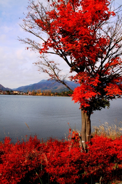 Japan (78)
