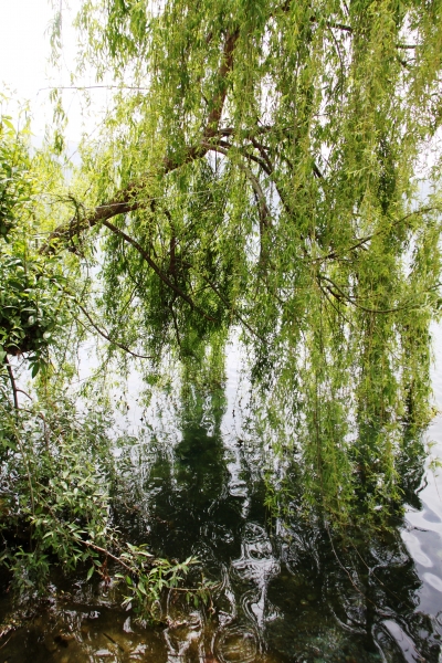 Macadonie (121)