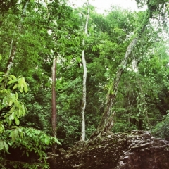 Mexico (15)