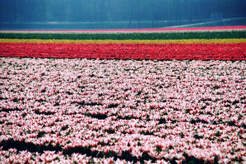 Netherlands - Bollenvelden (6)