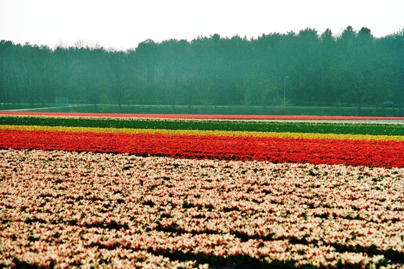 Netherlands - Bollenvelden (9)