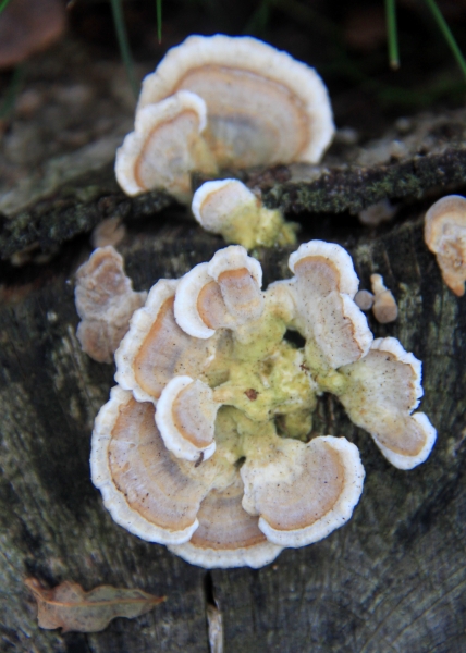 Netherlands - Nature (10)