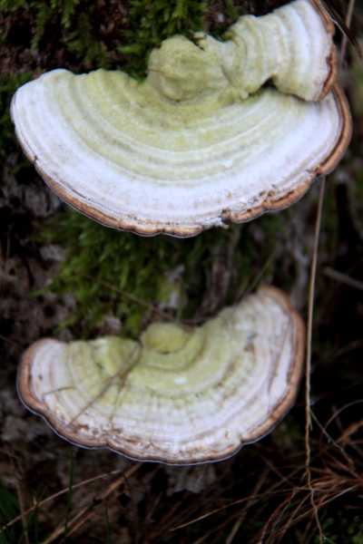 Netherlands - Nature (11)