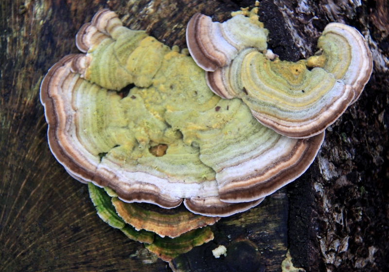 Netherlands - Nature (15)