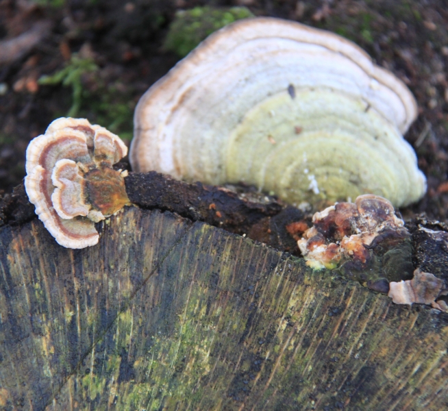 Netherlands - Nature (16)