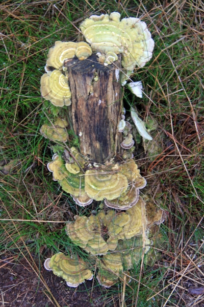 Netherlands - Nature (19)