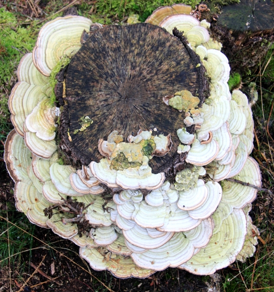 Netherlands - Nature (22)