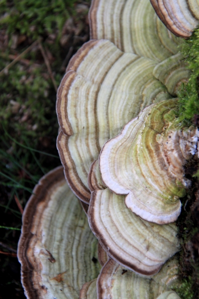 Netherlands - Nature (26)