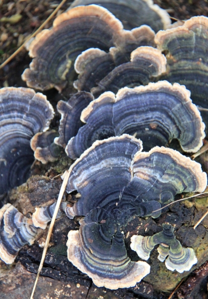 Netherlands - Nature (27)