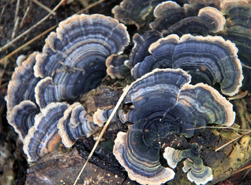 Netherlands - Nature (28)