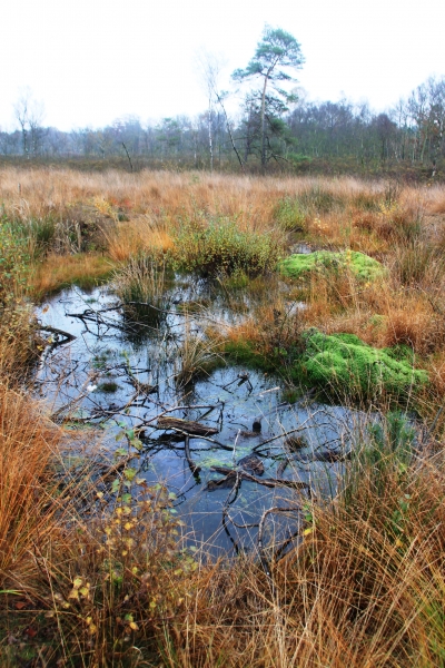 Netherlands - Nature (29)