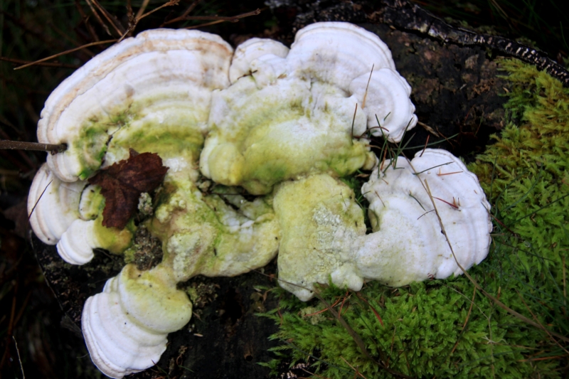 Netherlands - Nature (31)