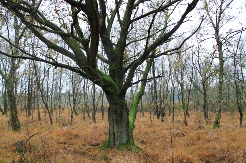 Netherlands - Nature (32)
