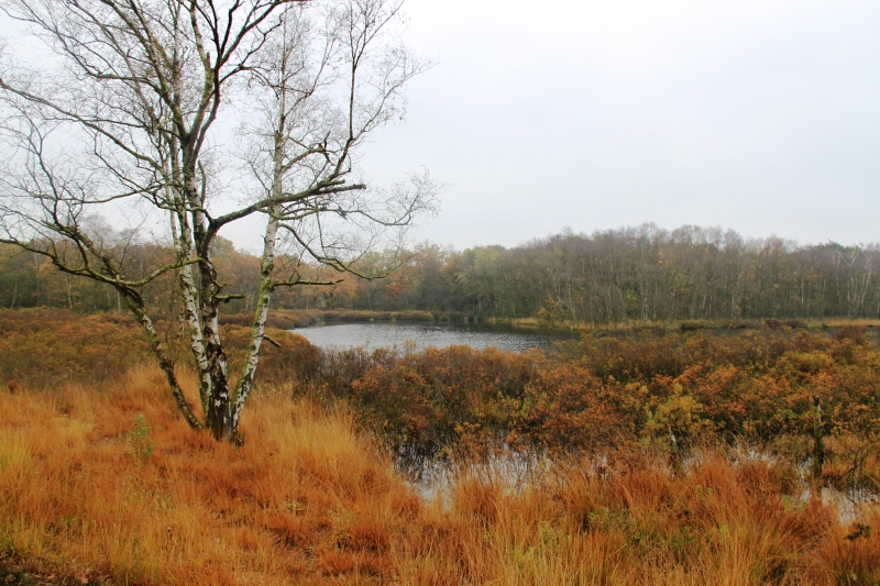 Netherlands - Nature (34)