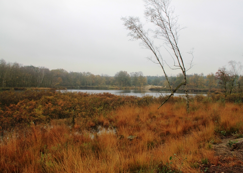 Netherlands - Nature (36)