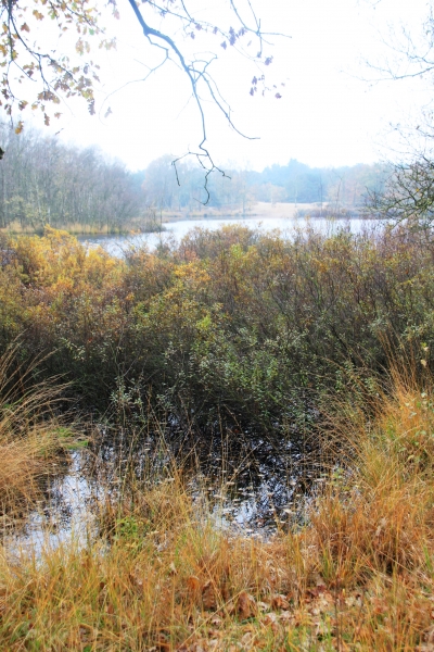 Netherlands - Nature (39)
