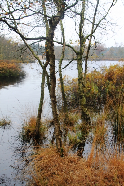 Netherlands - Nature (41)
