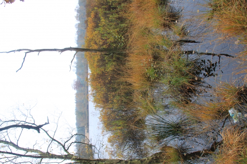 Netherlands - Nature (43)