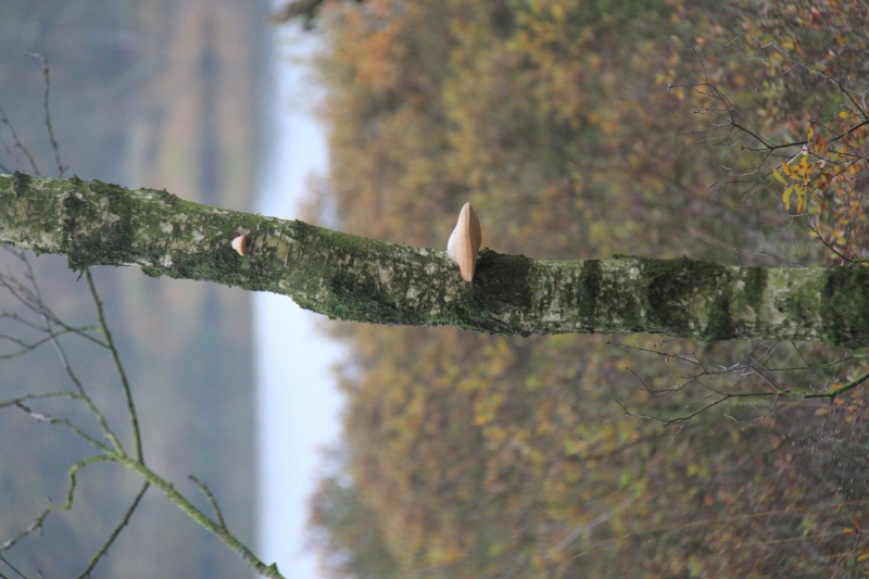 Netherlands - Nature (44)